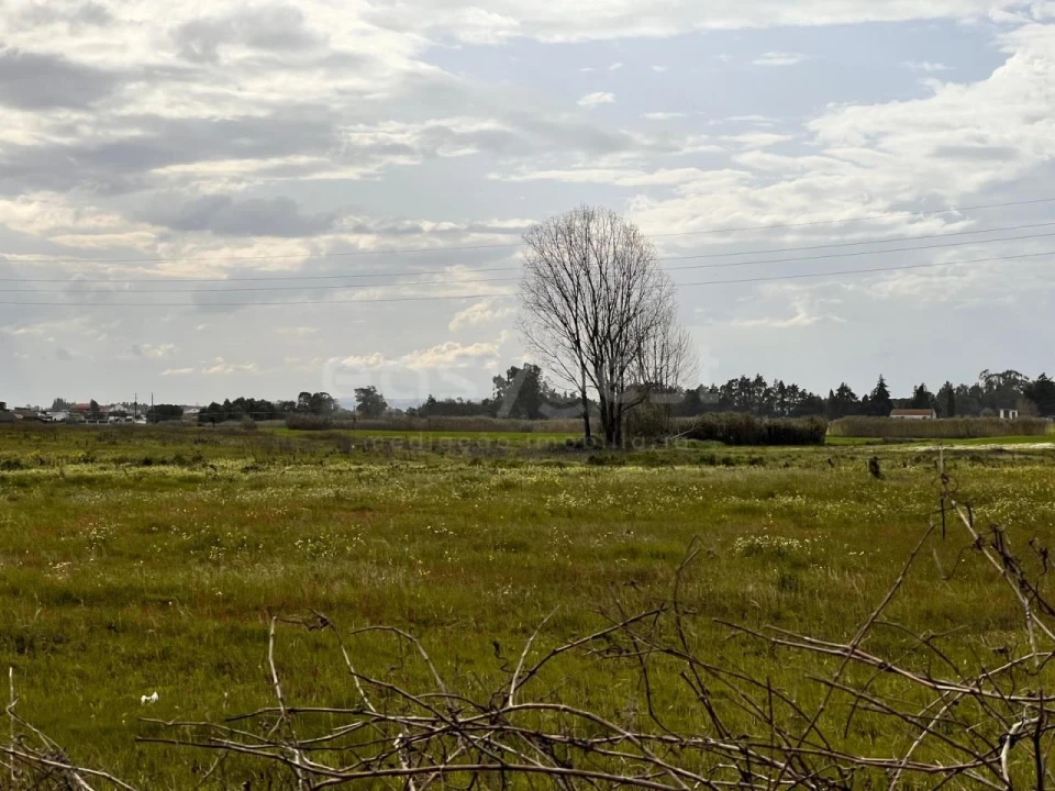 Terreno para Venda em Alpiarça Foto 13