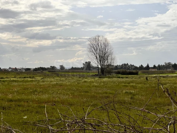Terreno para Venda em Alpiarça Foto 13