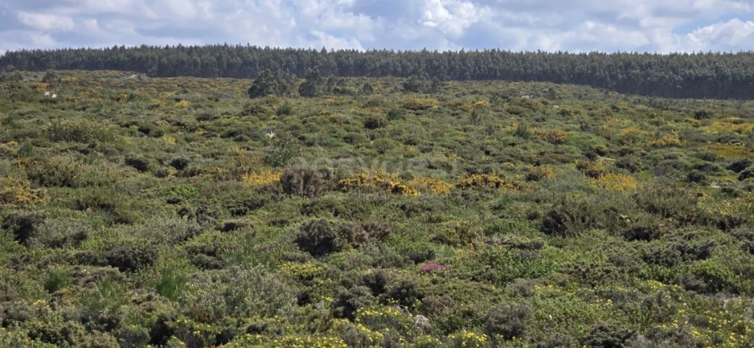 Terreno para Venda em Pataias e Martingança Foto 4