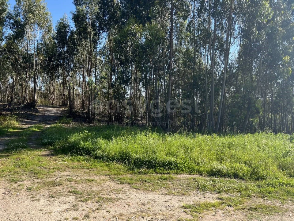 Terreno para Venda em Santa Maria, São Pedro e Matacães Foto 13
