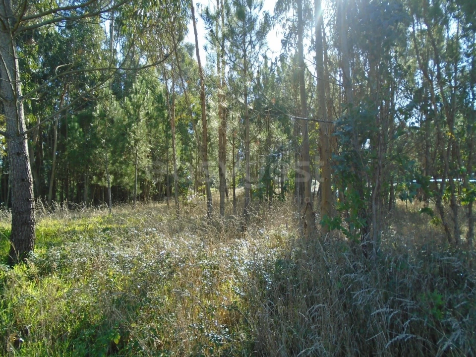 Terreno para Venda em Pataias e Martingança Foto 5