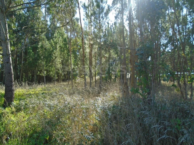 Terreno para Venda em Pataias e Martingança Foto 5