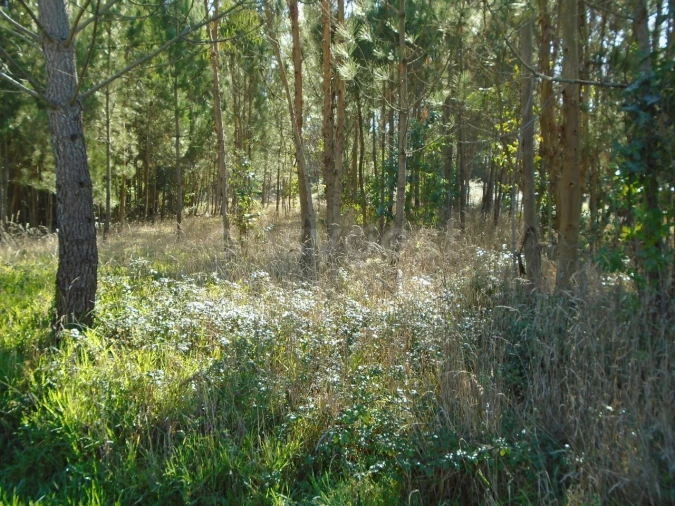 Terreno para Venda em Pataias e Martingança Foto 7