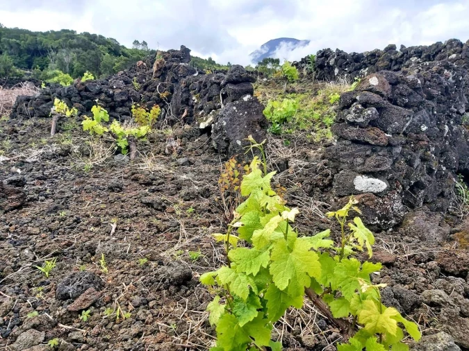 Terreno para Venda em São Mateus Foto 6