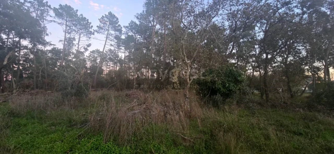 Terreno para Venda em Souto da Carpalhosa e Ortigosa Foto 5