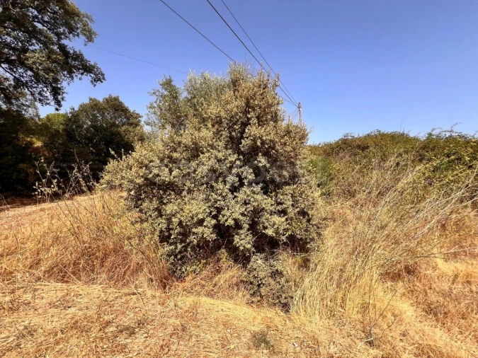 Terreno para Venda em Carregueiros Foto 2