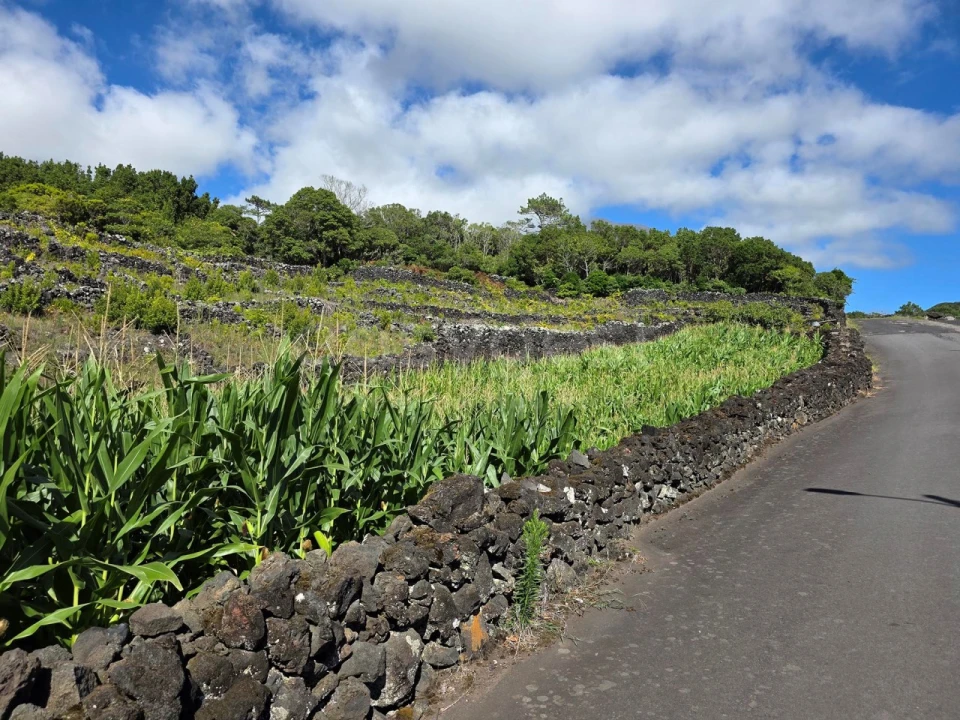 Terreno para Venda em Candelaria Foto 8