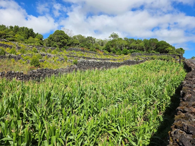 Terreno para Venda em Candelaria Foto 9