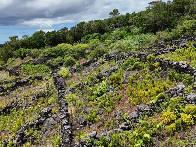 Terreno para Venda em Candelaria Foto 14