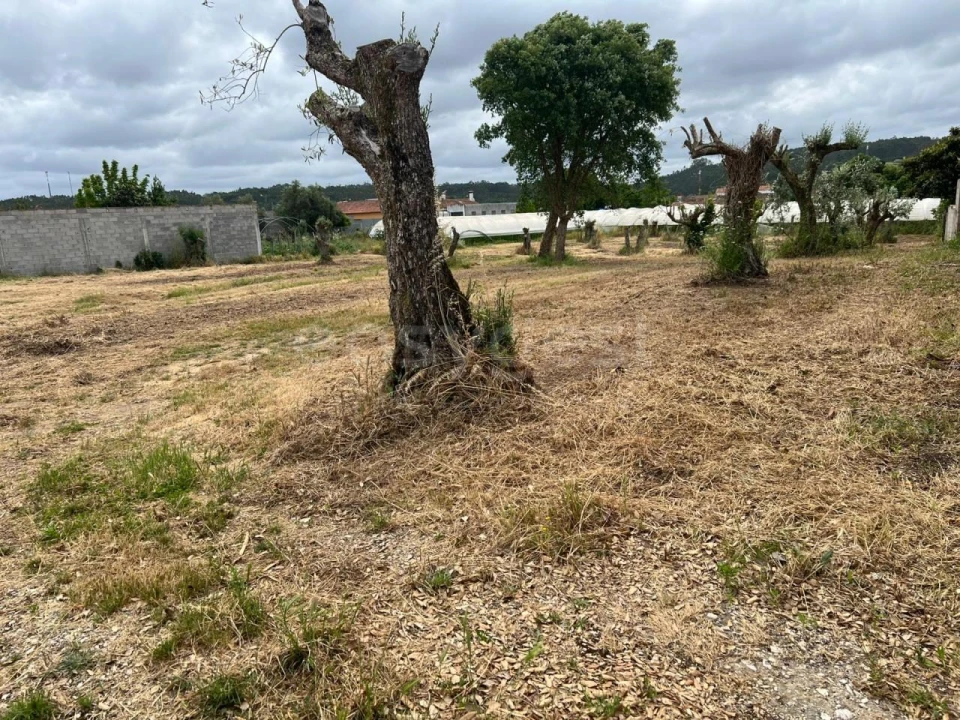 Terreno para Venda em Souto da Carpalhosa e Ortigosa Foto 1