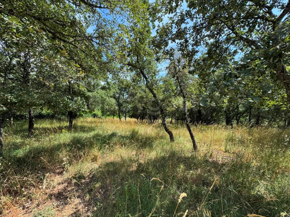 Terreno para Venda em São Miguel, Santa Eufémia e Rabaçal Foto 14