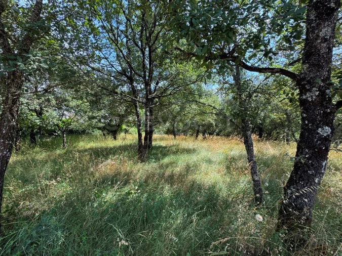 Terreno para Venda em São Miguel, Santa Eufémia e Rabaçal Foto 13