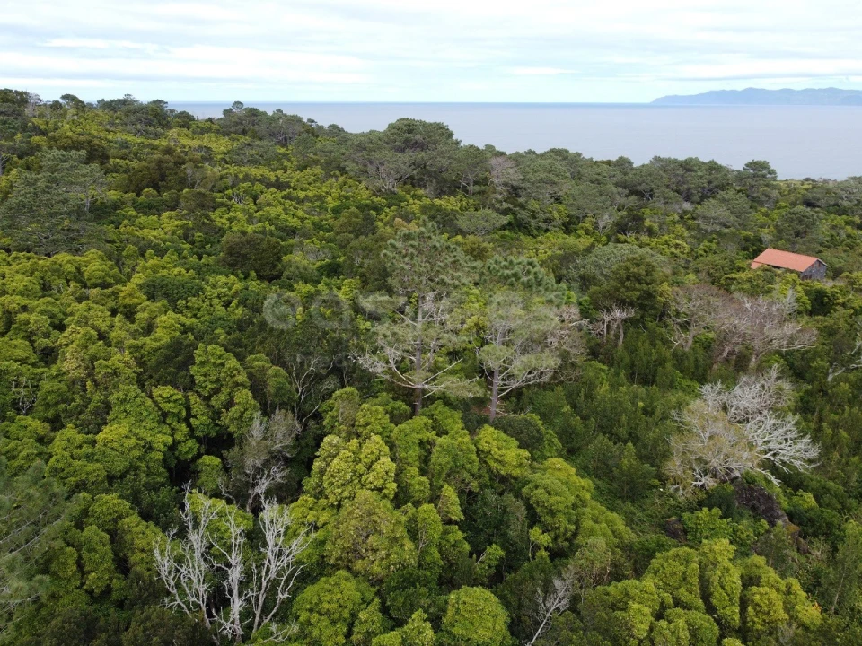 Moradia T1 para Venda em Santo Antonio Foto 7