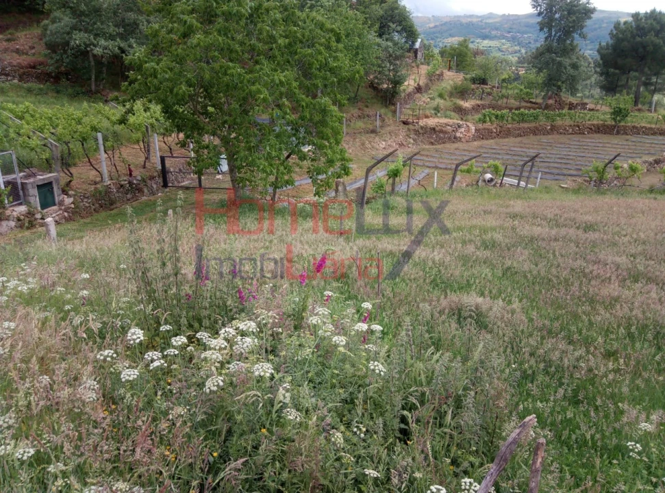 Terreno para Venda em São Cipriano Foto 7