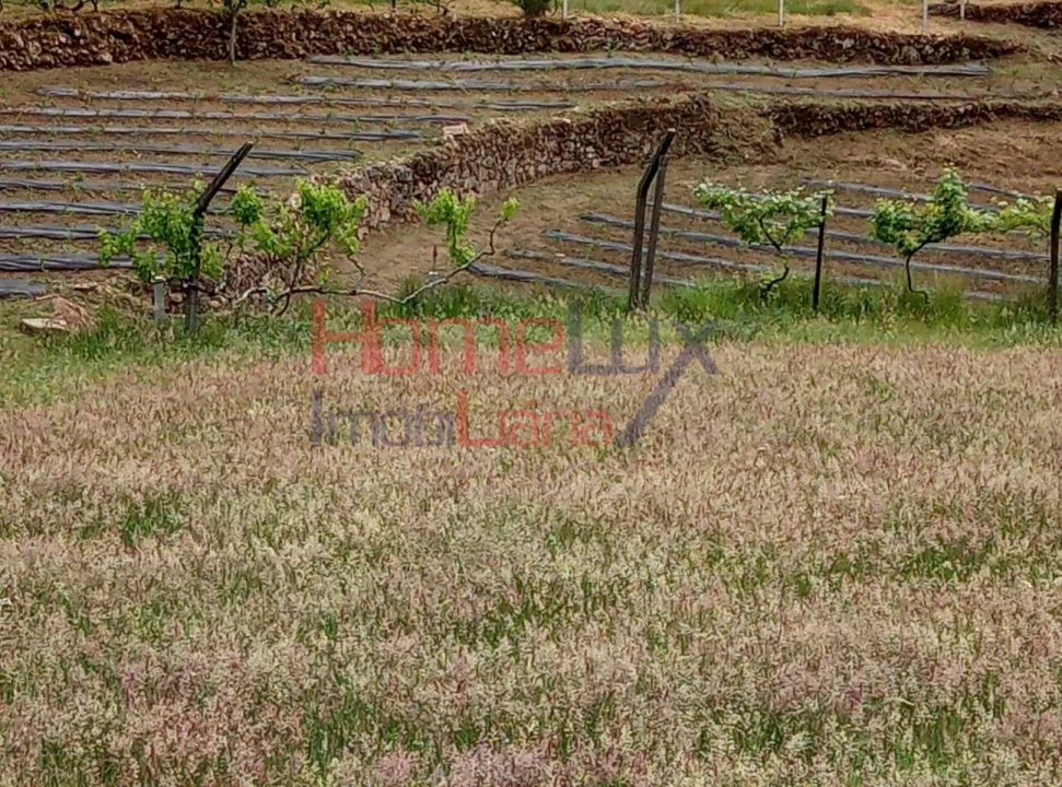 Terreno para Venda em São Cipriano Foto 20