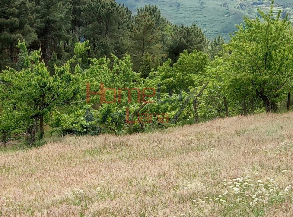 Terreno para Venda em São Cipriano Foto 22