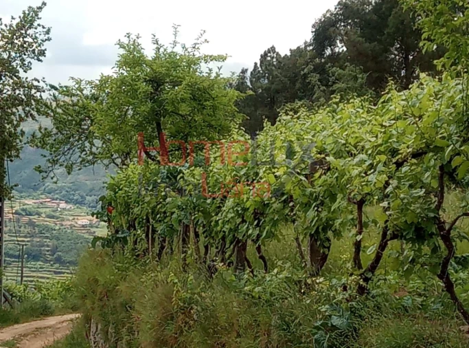 Terreno para Venda em São Cipriano Foto 11