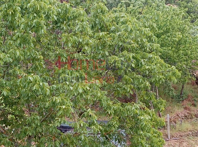 Terreno para Venda em São Cipriano Foto 14