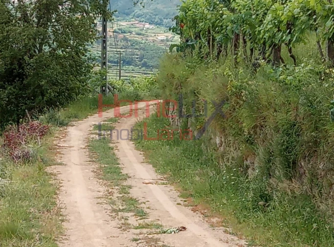 Terreno para Venda em São Cipriano Foto 15