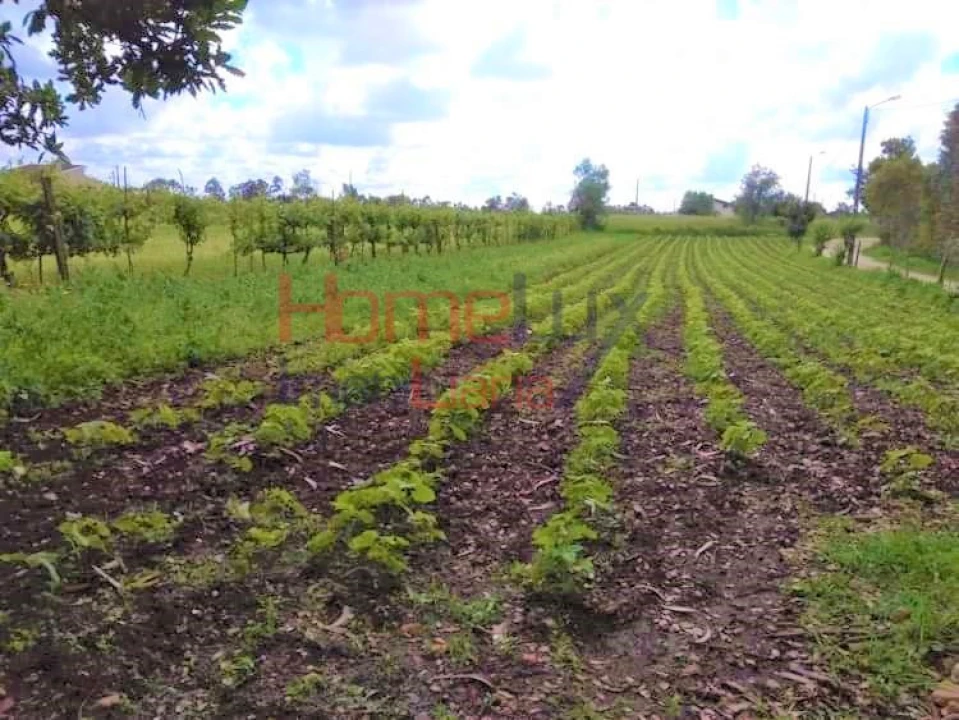 Terreno para Venda em Travassô e Óis da Ribeira Foto 3