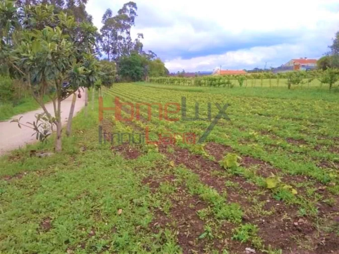 Terreno para Venda em Travassô e Óis da Ribeira Foto 2