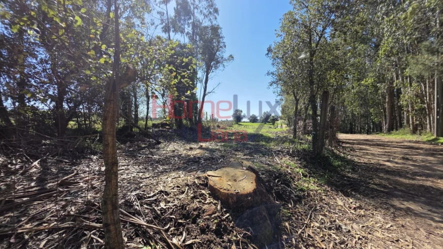 Terreno para Venda em Travassô e Óis da Ribeira Foto 9