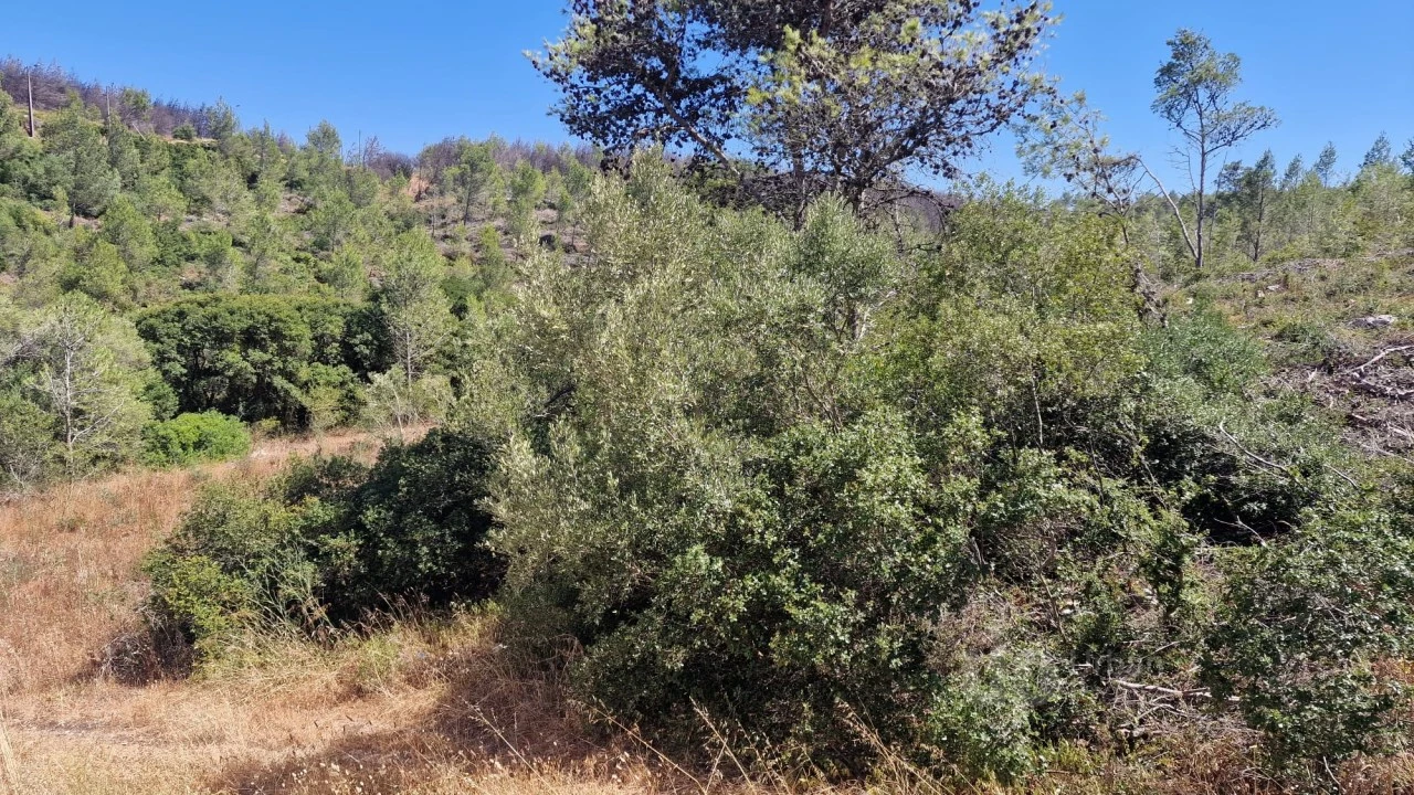 Terreno para Venda em Cascais e Estoril Foto 4