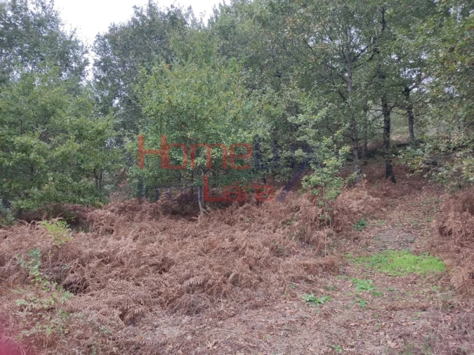 Terreno para Venda em Castro Daire Foto 6