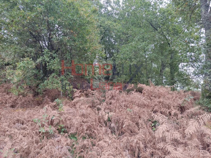 Terreno para Venda em Castro Daire Foto 7