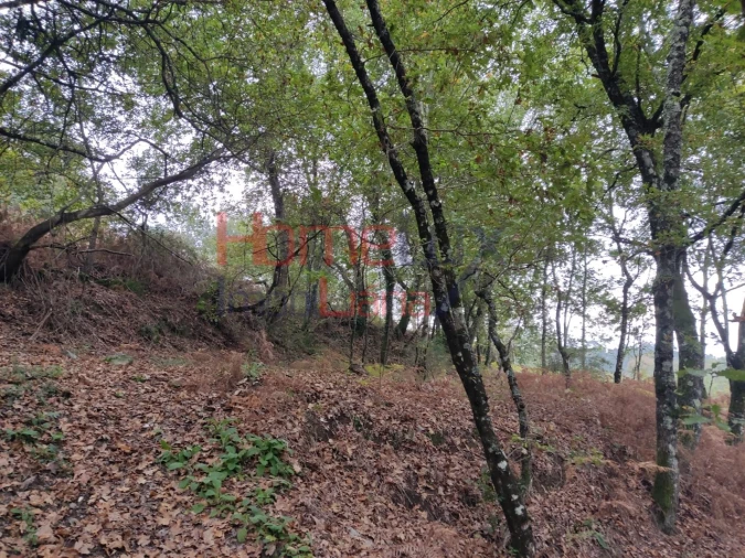 Terreno para Venda em Castro Daire Foto 8