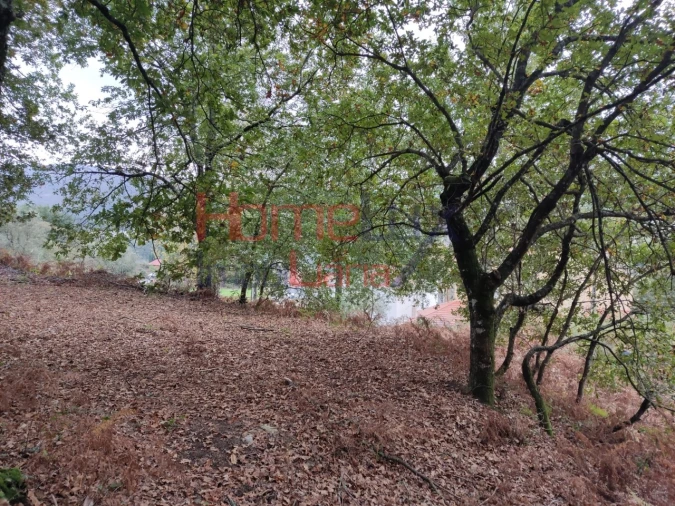 Terreno para Venda em Castro Daire Foto 10