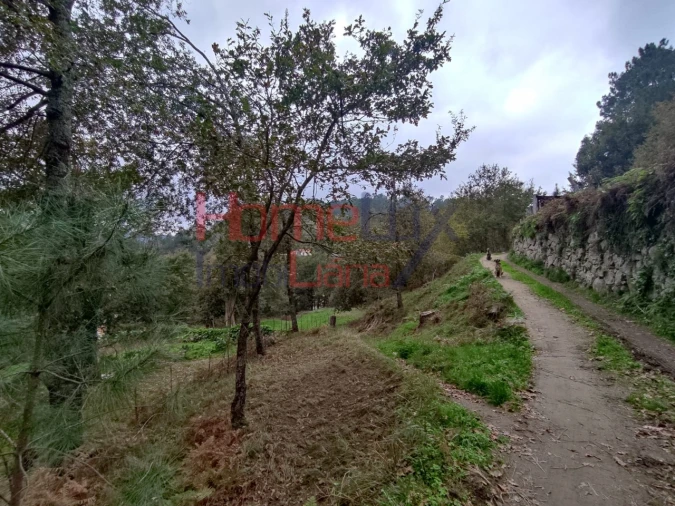 Terreno para Venda em Castro Daire Foto 23