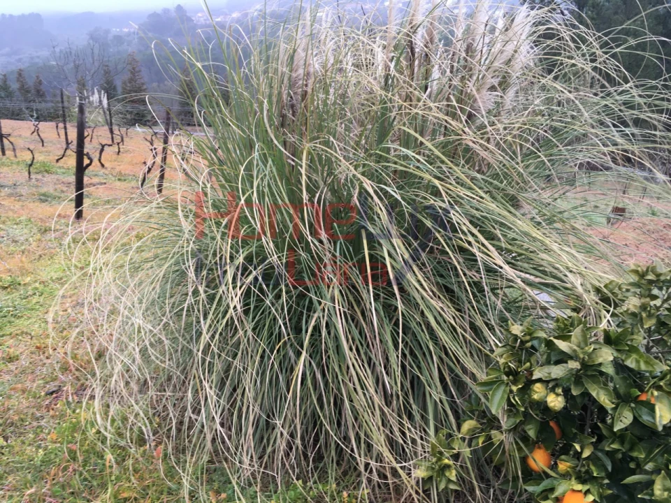 Terreno para Venda em Mangualde, Mesquitela e Cunha Alta Foto 9