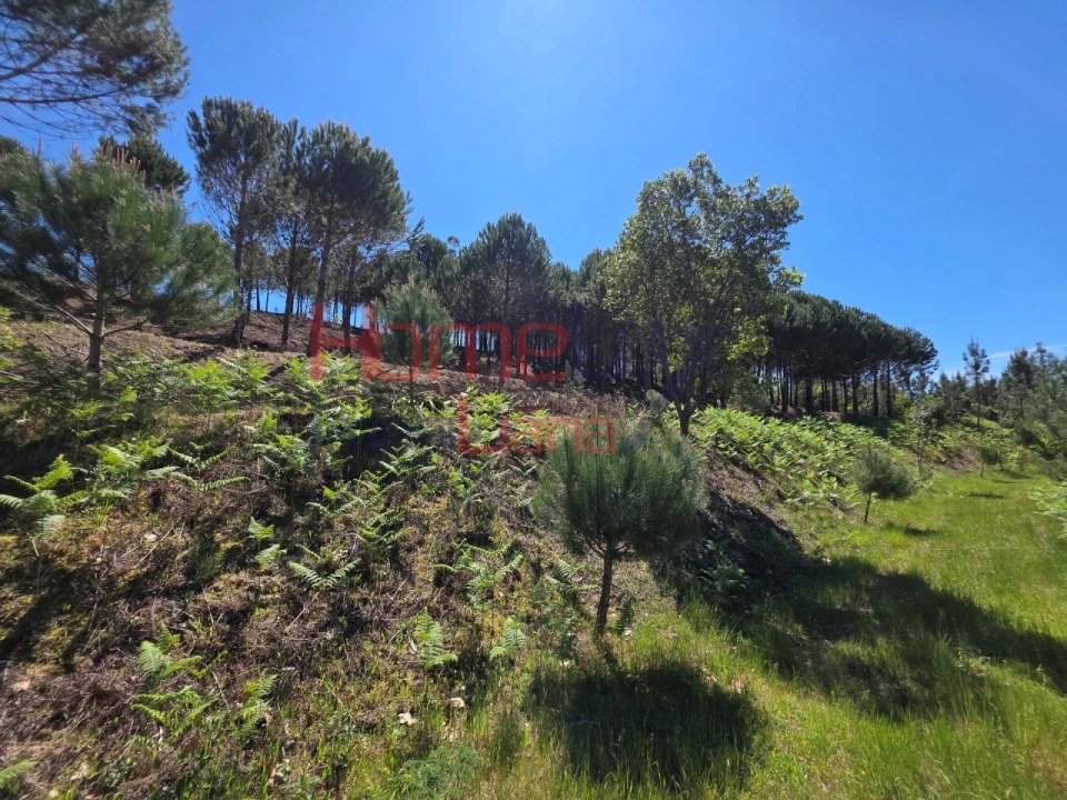 Terreno para Venda em Mangualde, Mesquitela e Cunha Alta Foto 29