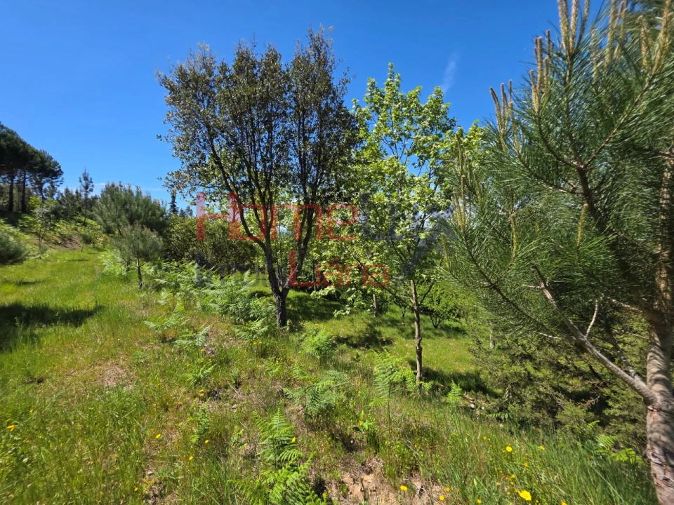 Terreno para Venda em Mangualde, Mesquitela e Cunha Alta Foto 50