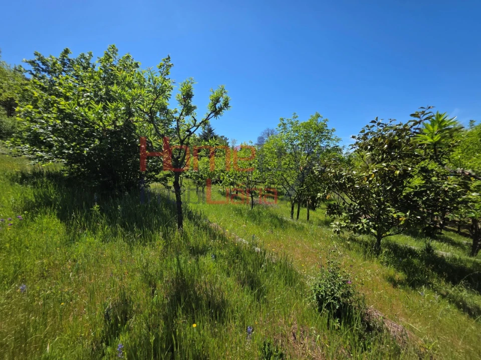 Terreno para Venda em Mangualde, Mesquitela e Cunha Alta Foto 59