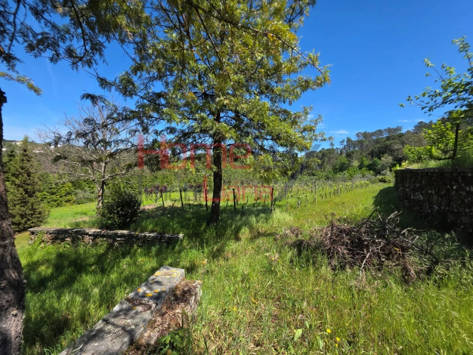 Terreno para Venda em Mangualde, Mesquitela e Cunha Alta Foto 64