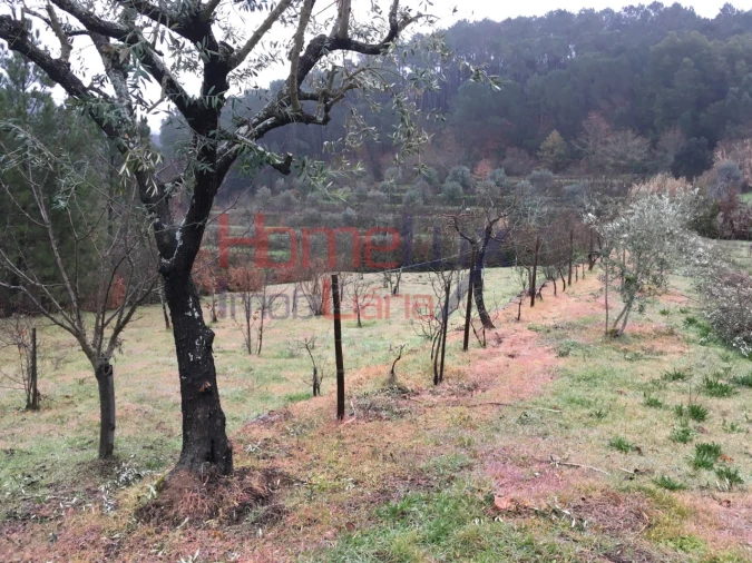 Terreno para Venda em Mangualde, Mesquitela e Cunha Alta Foto 4