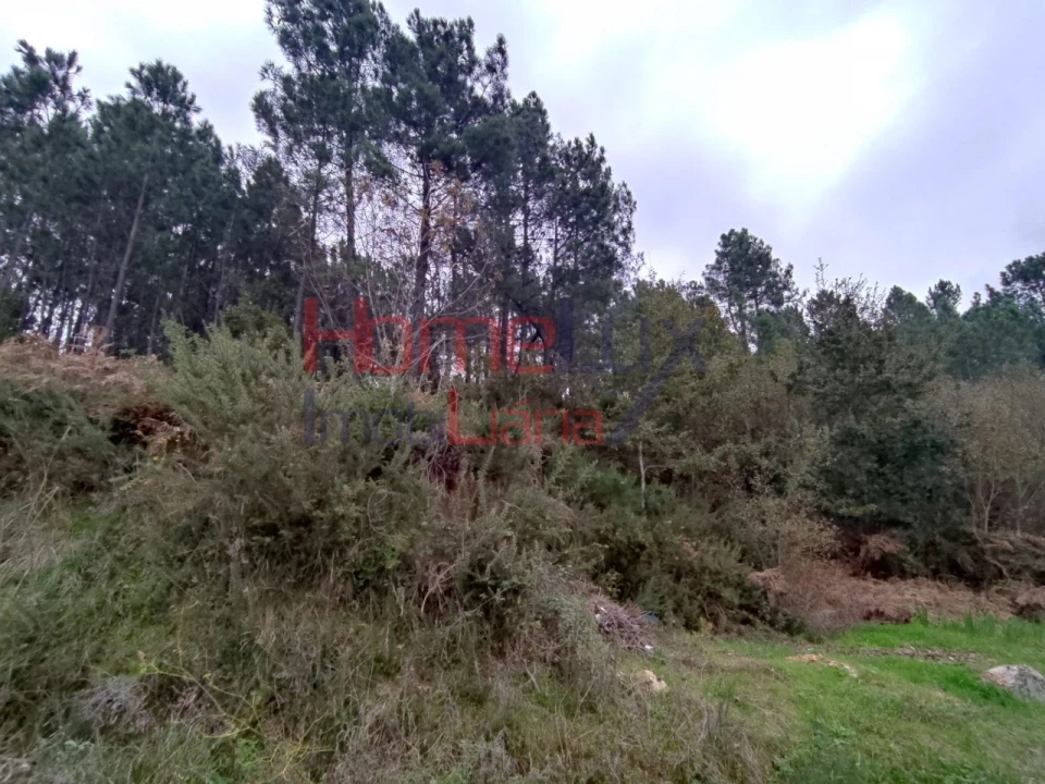 Terreno para Venda em Castro Daire Foto 3
