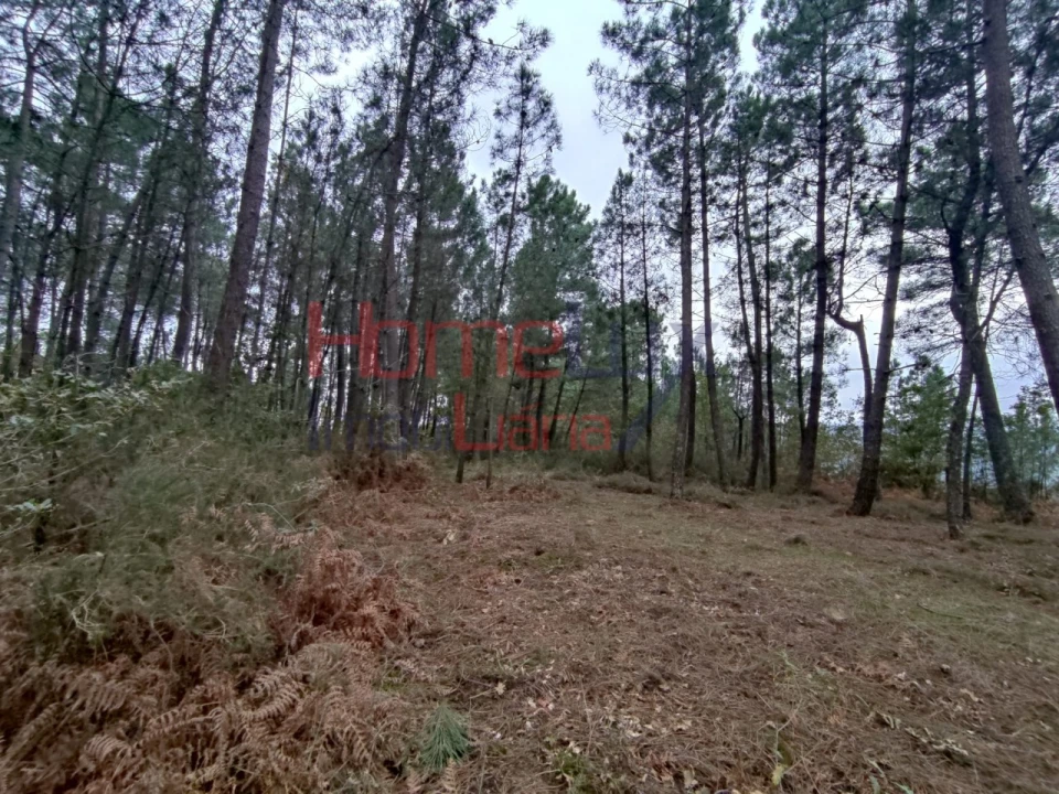 Terreno para Venda em Castro Daire Foto 6