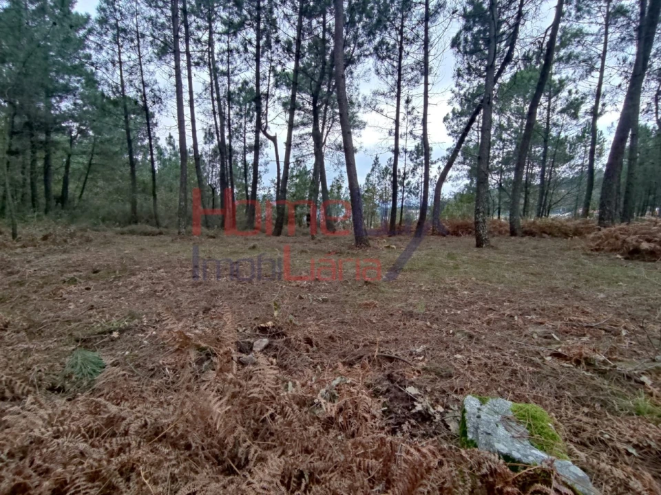 Terreno para Venda em Castro Daire Foto 7