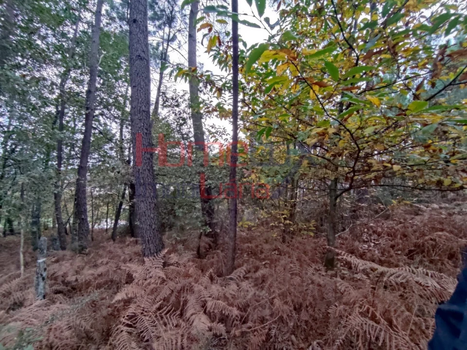 Terreno para Venda em Castro Daire Foto 9