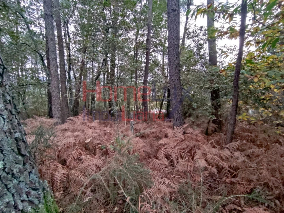 Terreno para Venda em Castro Daire Foto 12