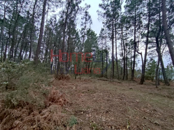 Terreno para Venda em Castro Daire Foto 6