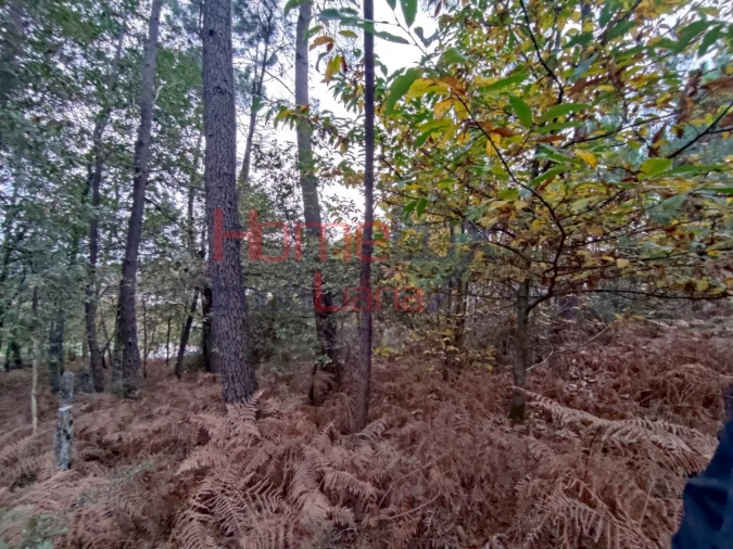 Terreno para Venda em Castro Daire Foto 9