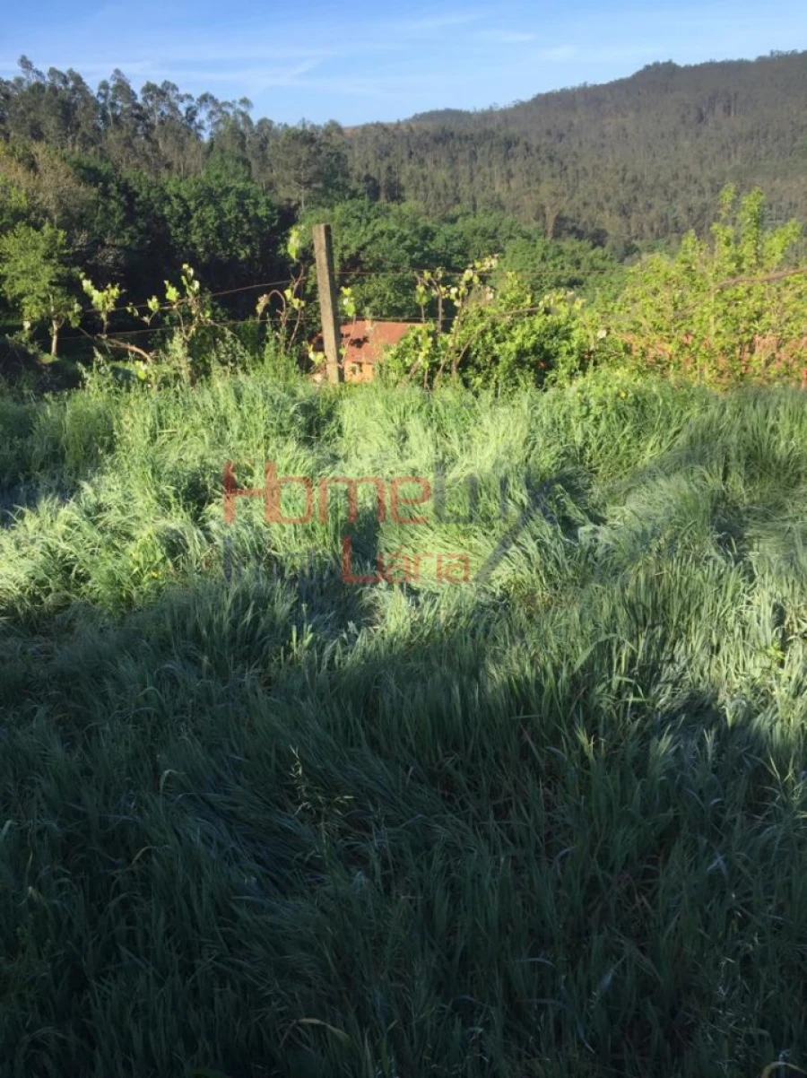 Terreno para Venda em Branca Foto 10