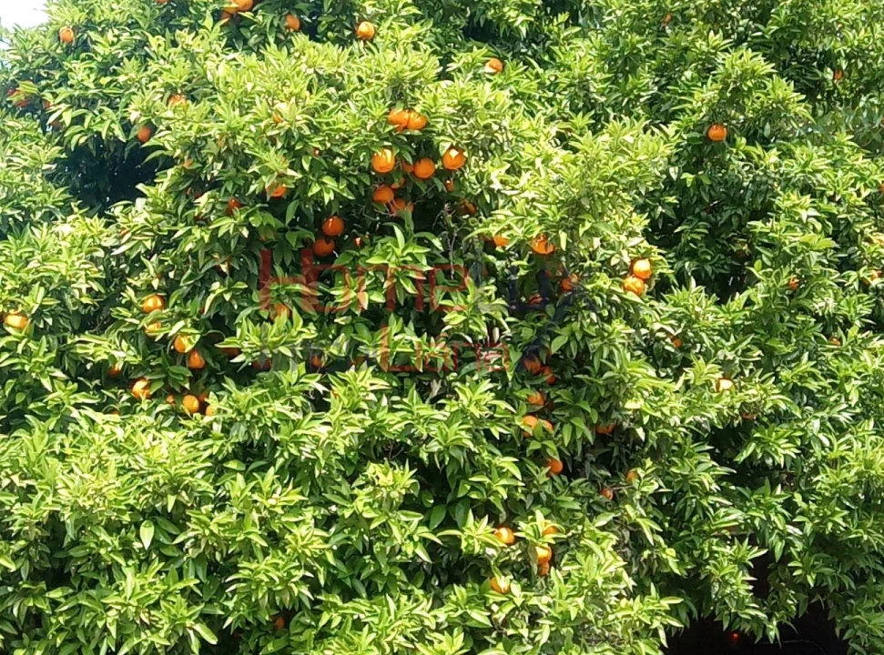 Terreno para Venda em São Cipriano e Vil de Souto Foto 14