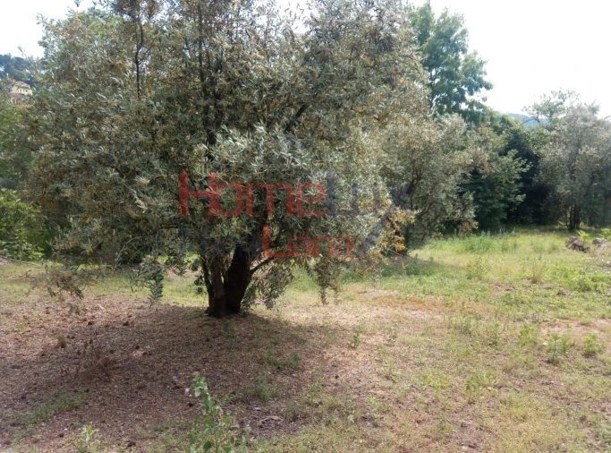 Terreno para Venda em São Cipriano e Vil de Souto Foto 3