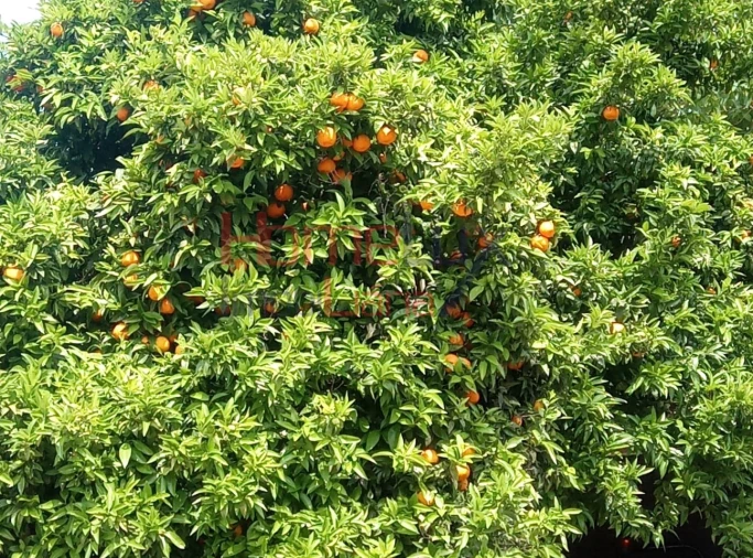 Terreno para Venda em São Cipriano e Vil de Souto Foto 14