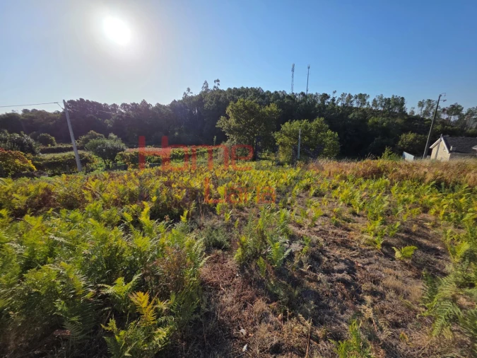 Terreno para Venda em Castro Daire Foto 2
